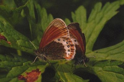 Coenonympha gardetta
