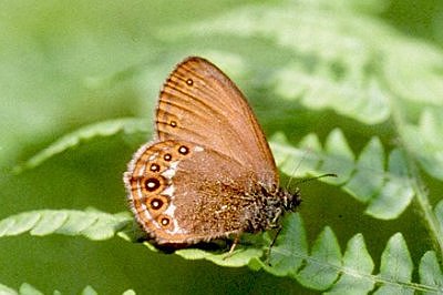 Coenonympha hero