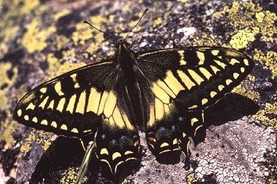 Papilio hospiton