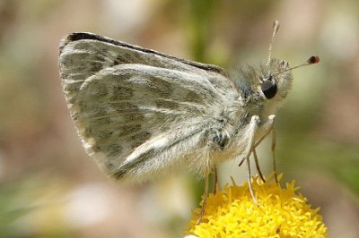 Muschampia leuzeae