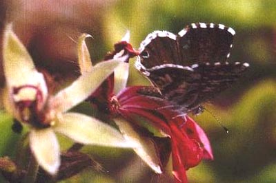 Cacyreus marshalli