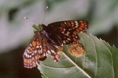 Euphydryas maturna, hun under æglægningen