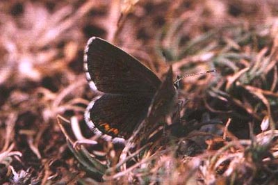 Aricia morronensis