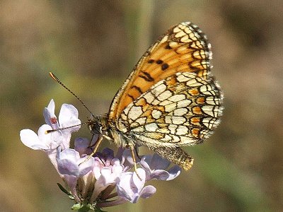 Melitaea nevadensis