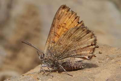 Cigaritis siphax