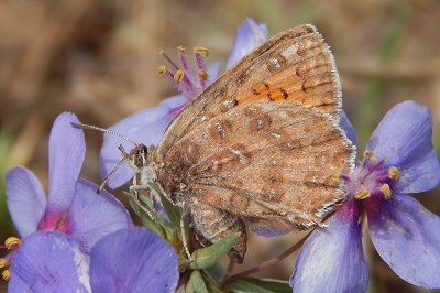 Cigaritis siphax